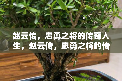 赵云传，忠勇之将的传奇人生，赵云传，忠勇之将的传奇人生