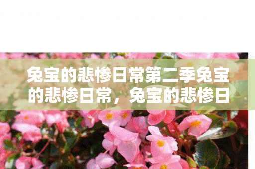 兔宝的悲惨日常第二季兔宝的悲惨日常图片