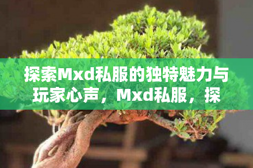 探索Mxd私服的独特魅力与玩家心声图片