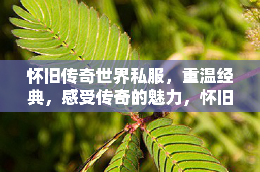怀旧传奇世界私服图片