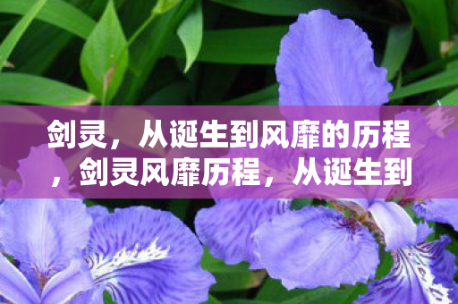 从诞生到风靡的历程图片