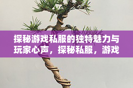 探秘游戏私服的独特魅力与玩家心声图片