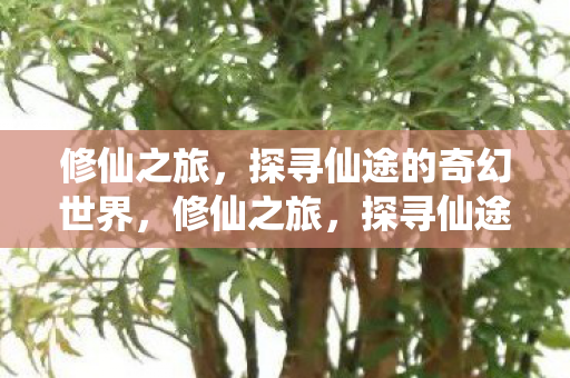 修仙之旅,探寻仙途的奇幻世界,修仙之旅,探寻仙途的奇幻世界 修仙之旅,探寻仙途的奇幻世界,修仙之旅,探寻仙途的奇幻世界