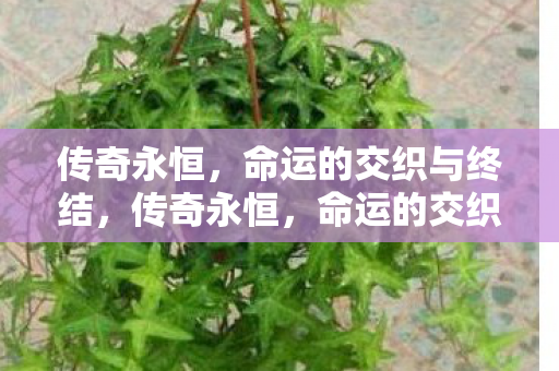命运的交织与终结图片