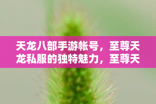 探索天龙八部手游账号的独特魅力图片