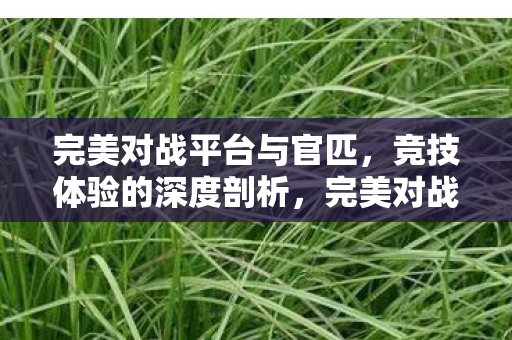 完美对战平台与官匹图片