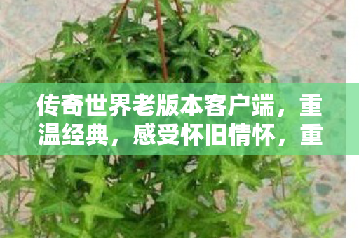 传奇世界老版本客户端唤起怀旧情怀图片