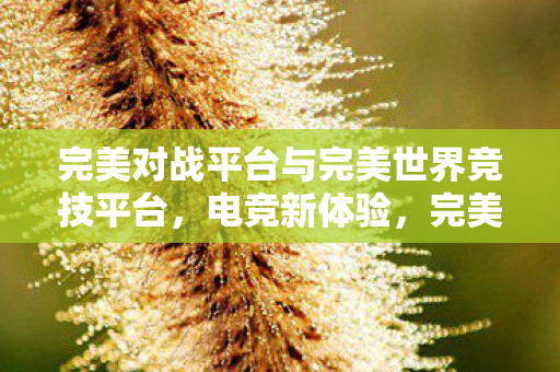 完美对战平台与完美世界竞技平台图片