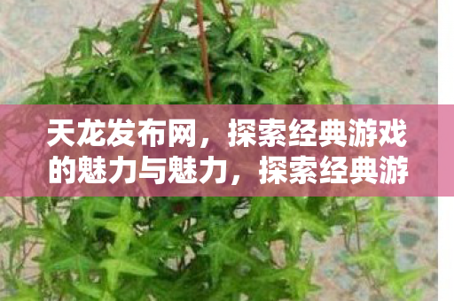 探索经典游戏的魅力与魅力图片