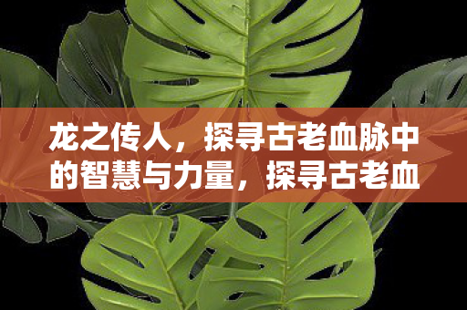 探寻古老血脉中的智慧与力量图片
